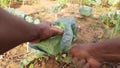 Farmer harvesting a Cabbage